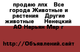 продаю лпх - Все города Животные и растения » Другие животные   . Ненецкий АО,Нарьян-Мар г.